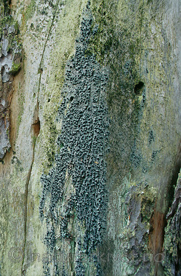 KA 12 00 0026 / Cyphelium inquinans / Gråsotbeger